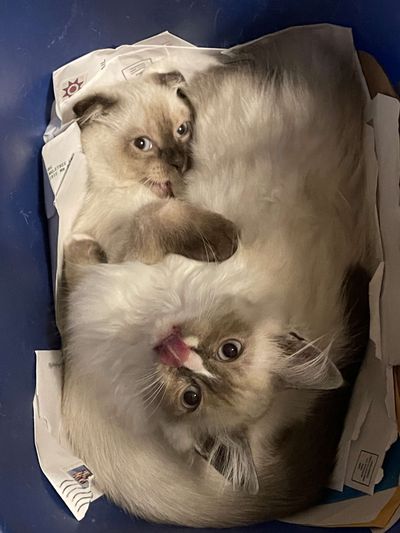 Snowballs and Mittens